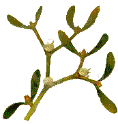 mistletoe was sacred to the Druids